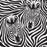 Zebra Couple