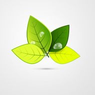 Fresh Green Leaves Illustration
