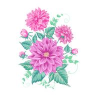 Chrysanthemum isolated design