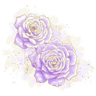 Violet roses on white background N2