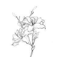 my art work --Chinese painting flower N26