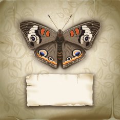 Vintage Damask Background With Label and Butterfly