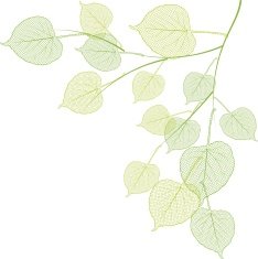 Green branch N6