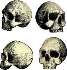 Human Skulls N4