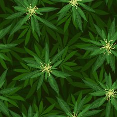 blooming cannabis seamless pattern
