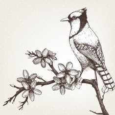 Vintage bird sketch