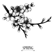 hand drawn blooming fruit tree twig illustration N6