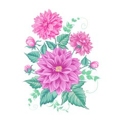 Chrysanthemum isolated design