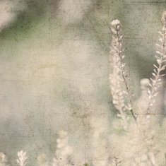 Summer card N9