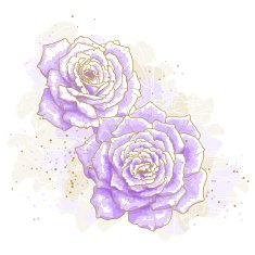 Violet roses on white background N2