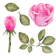 Watercolor set pink roses flowers buds green leaves