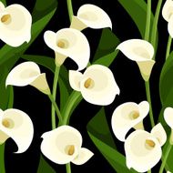 Seamless pattern with white calla lilies on black Vector illustration N2