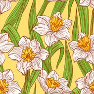 blooming daffodils