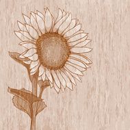 vintage sunflower