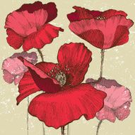 poppy flowers N9