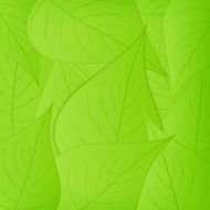 green leaves background N20