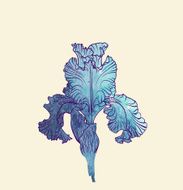 Iris flower N12
