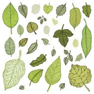 Green leaves set Vector Illustration N2