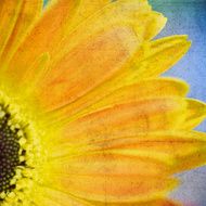 Orange flower N3