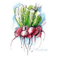 Bunch of fresh radish drawn with watercolor pencils and ink