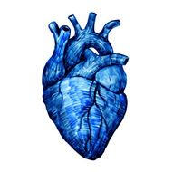 Human Heart N25