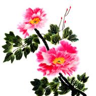 peony N18