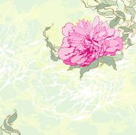 peony N19