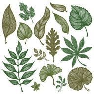 Set of Hand-Drawn Sketchy Leaves N2