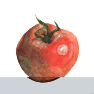 Watercolor tomato N3