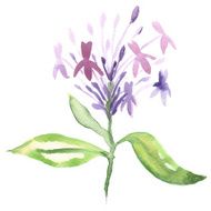 Floral watercolor painting