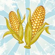 Pair Of Corn Crop Maize Ears Drawing On Sunbeam Background