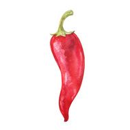 Watercolor red chili pepper N2