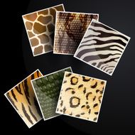 Vector Set of Different Animal Skins
