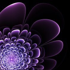 Beautiful purple flower on black background Computer generated N2