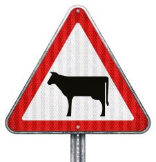 cattle crossing road sign