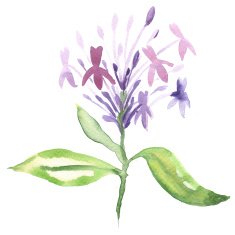 Floral watercolor painting