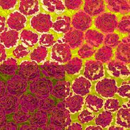 Set of four seamless pattern with red roses N2