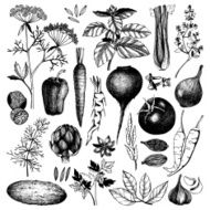 ink hand drawn vegetables herbs and spices