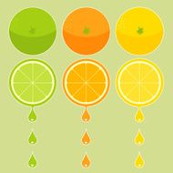 Citric lemons and limes illustration