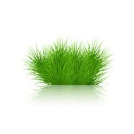 Vector grass on white background eps10 N2