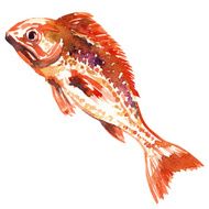 red fish watercolor painting