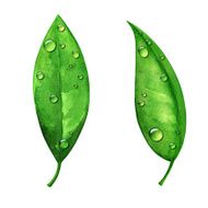 Watercolor green leaves with water drops