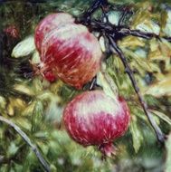 Pomegranates N2