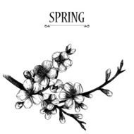 hand drawn blooming fruit tree twig illustration N8