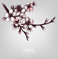 hand drawn blooming fruit tree twig illustration N9