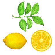 Watercolor set lemon slice lemon and leafs isolated