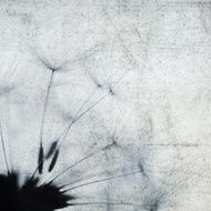Dandelion N49