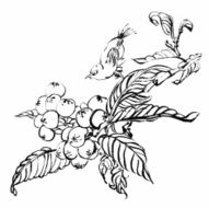 loquat flowers