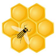 honeycomb and bee N2