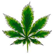 Hemp illustration in color